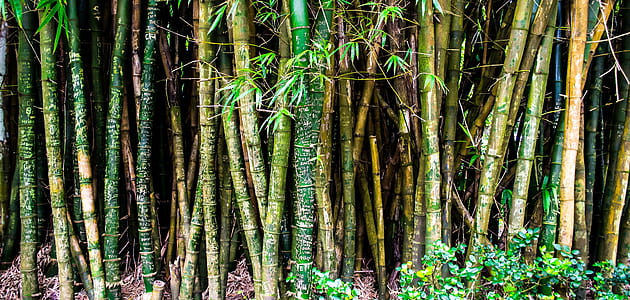 brown and green bamboo tree