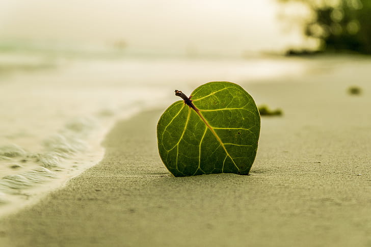 shallow focus photography of green leaf on white sand