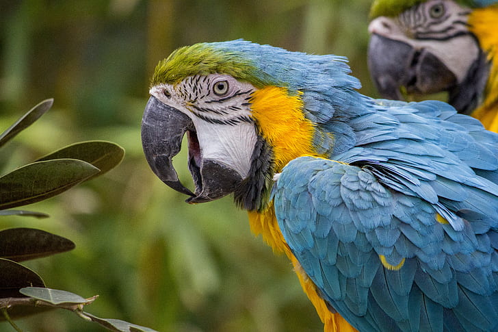 selective focus photography blue-white-and-yellow macaw perching on tree