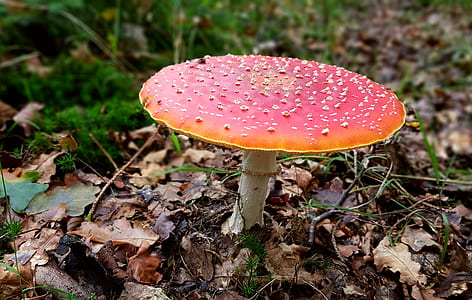 red and white mushroom photo