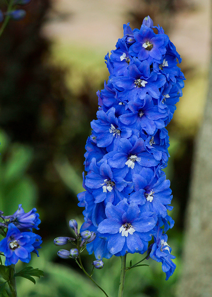 blue delphinium flower in close up photography