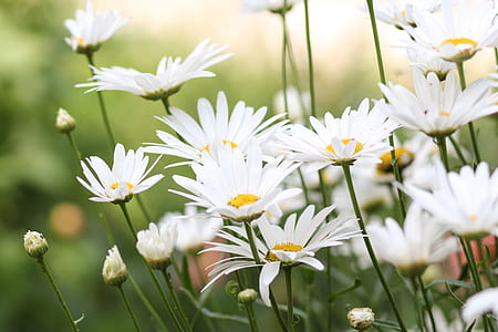 white daisies during daytime
