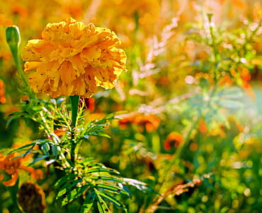yellow petal flower macro photograhpy