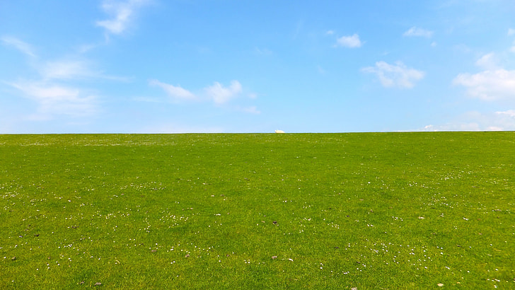 green grass plain