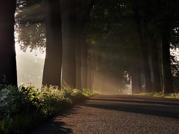wide road between trees