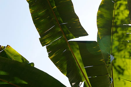 clear skies over Banana leaf