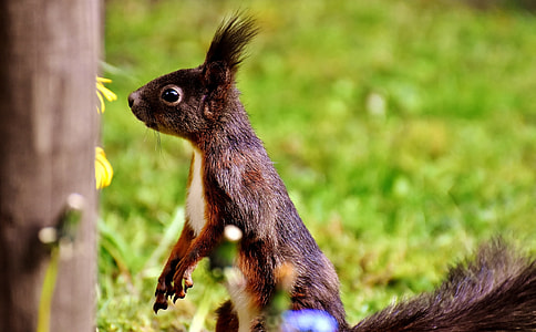 brown squirrel in shallow photography