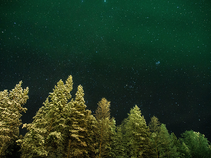worms eye view of pine trees under starry night