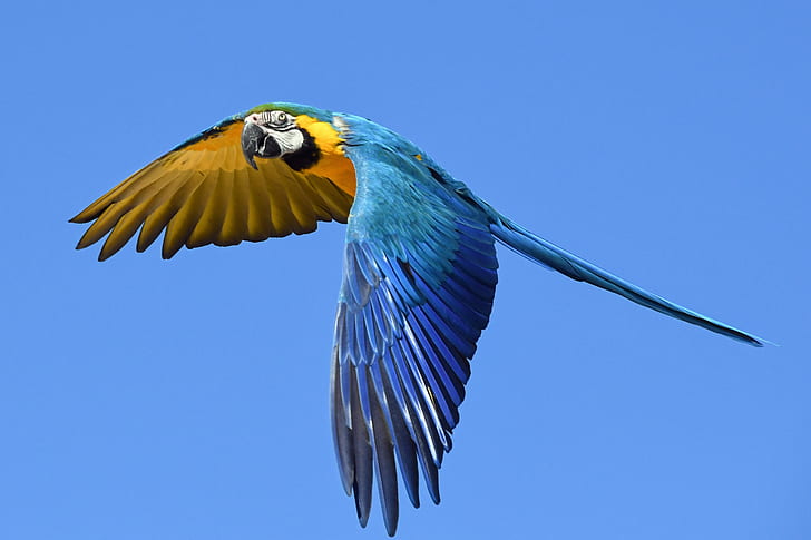 blue and yellow macaw bird flying during daytime