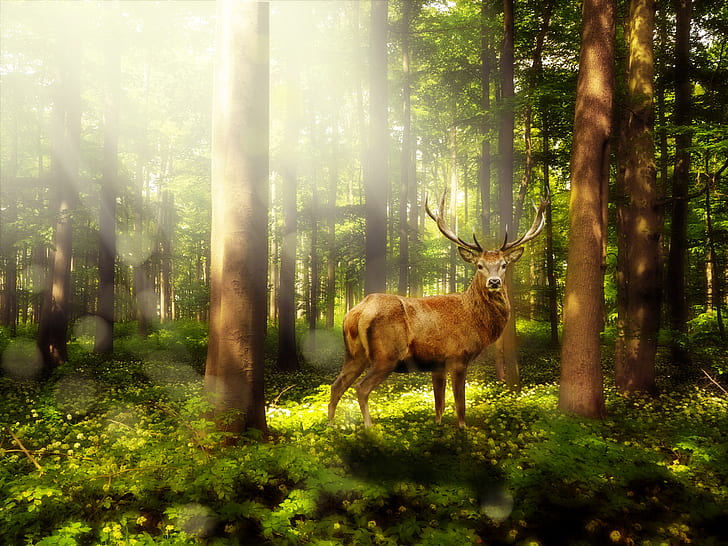brown deer inside the forest