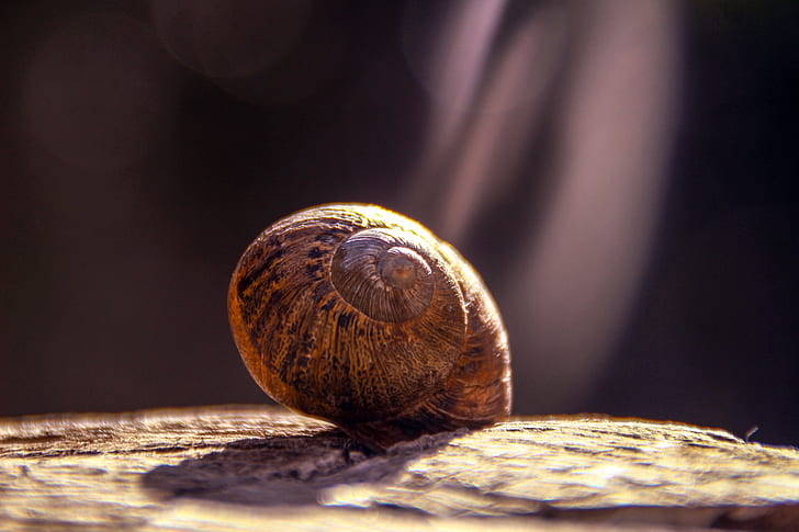 Shallow Focus Photography of Brown Snail