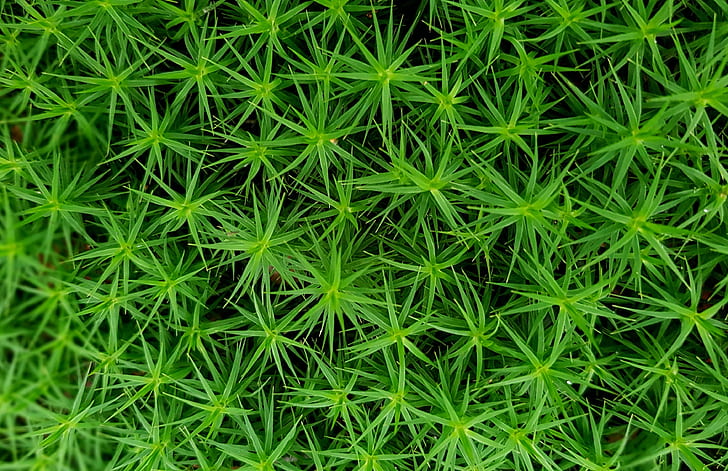 green linear leaf plants
