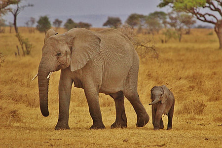 gray elephant and its baby