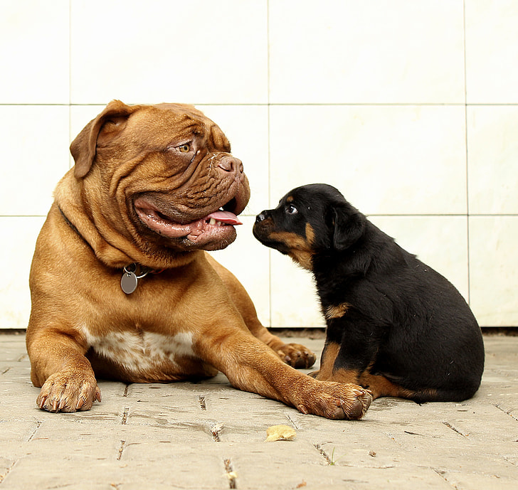 adult French bulldog and black and mahogany Rottweiler puppy near white wall during daytime
