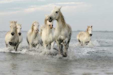 horses on body of water photo