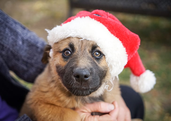 brown dog with red Santa hat