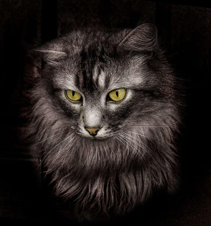 black short-fur cat