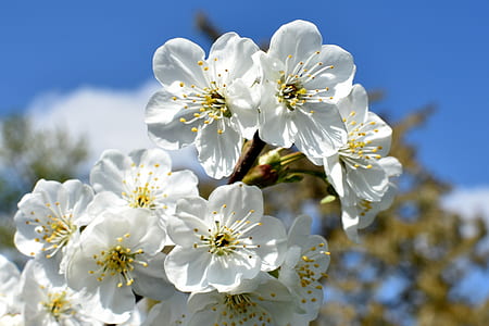 closeup photography of white flowering tree in bloom