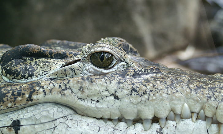 close up photo of alligator head