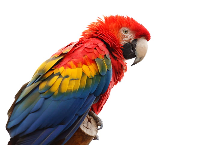 multicolored parrot on brown wood