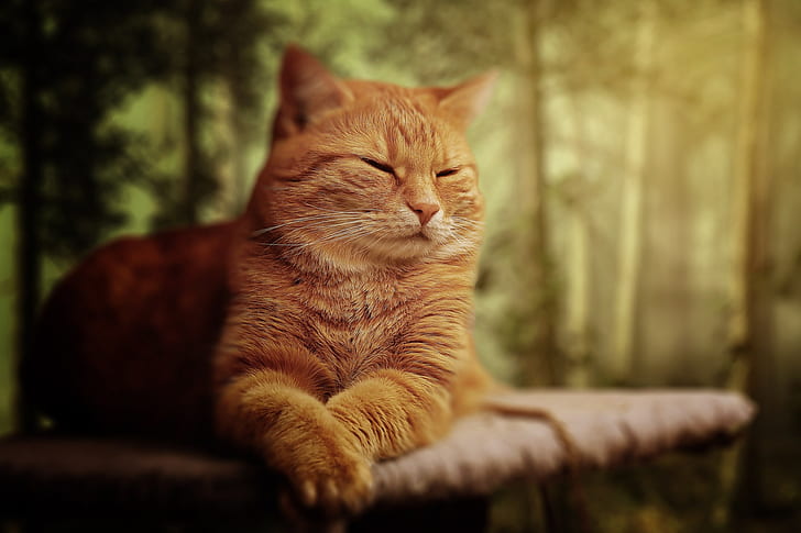 reclining orange tabby cat