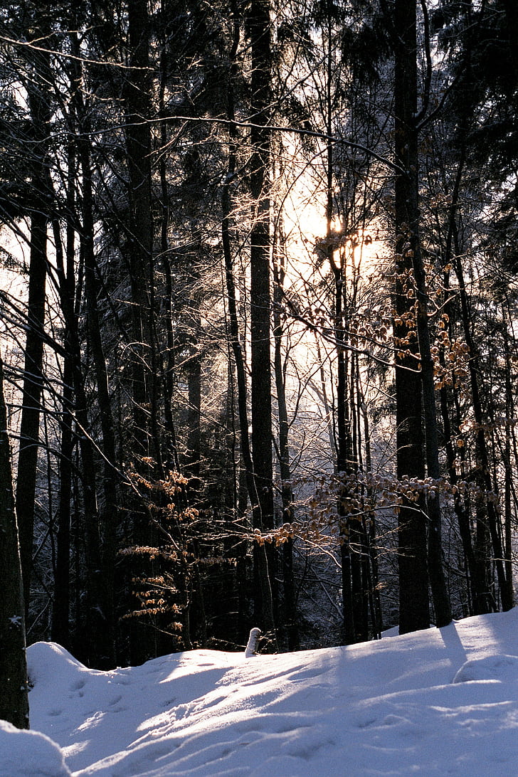 photo of trees in forest filled with snow