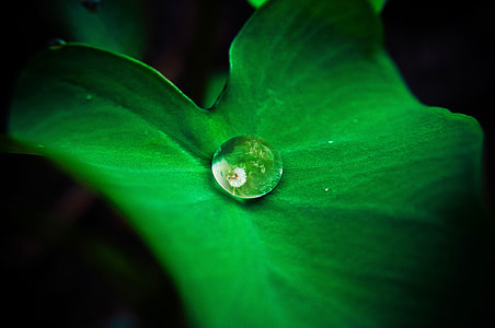 close up view of water drop on green leaf