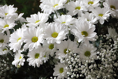 white Daisy flower