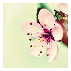 closeup photography of sakura blossoms