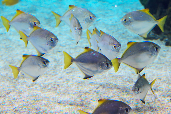 gray-and-yellow fish lot