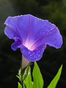 close up photography of water dew on purple morning glory flower