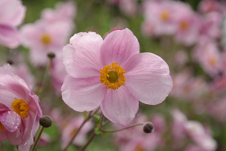 selective focus photography of pink anemone flower
