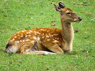 brown and white deer sitting on green grass