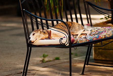 Photo of a White Grey and Brown Short Coated Dog Laying on a Black Metal Frame Multi-colored Padded Armchair