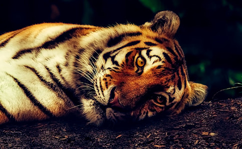 selective focus photography of tiger lying on ground