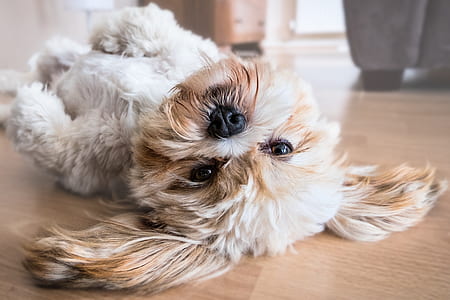 adult white and tan shih tzu lying down on floor