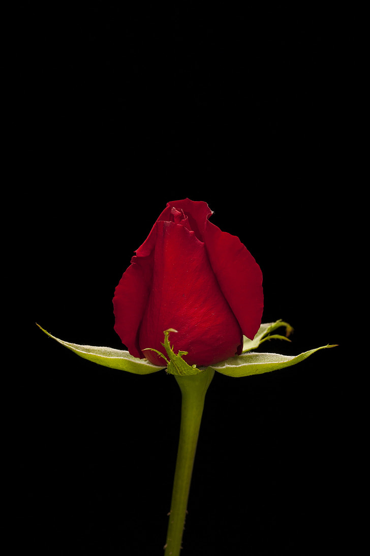 red rose flower in closeup photo