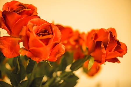 Orange Rose Blooms