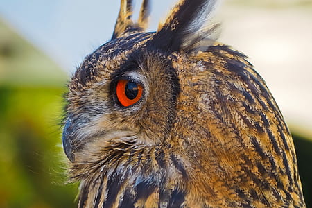 focused photo of brown and black owl