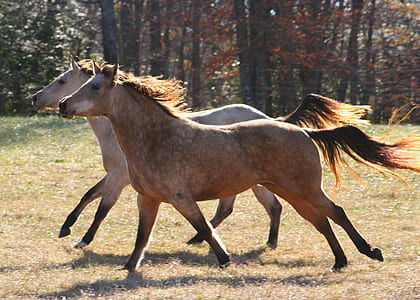 photo of two brown horse running
