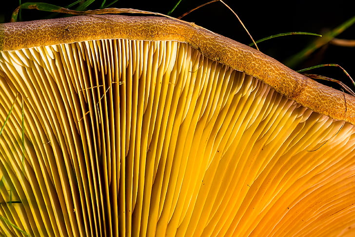 closeup photo of mushroom