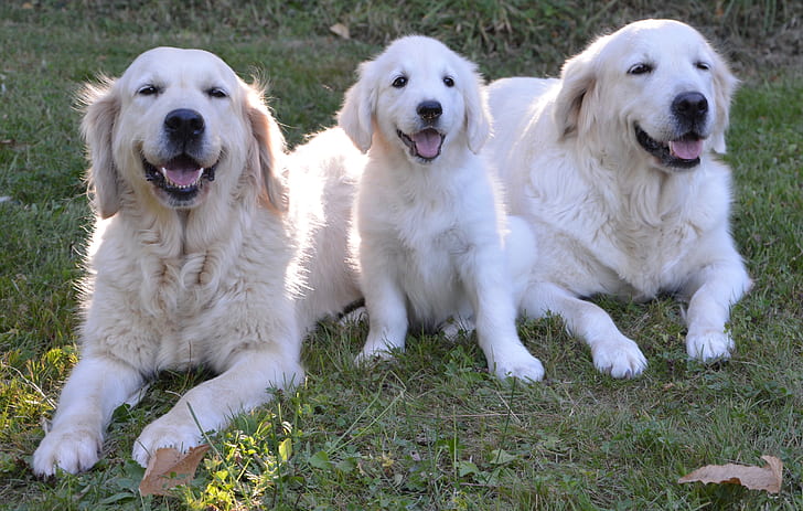 two golden retriever dogs beside puppy on grass field