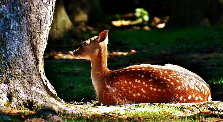 brown deer lying on grass near tree