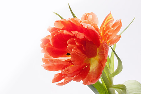 close-up photography of red and orange petaled flower