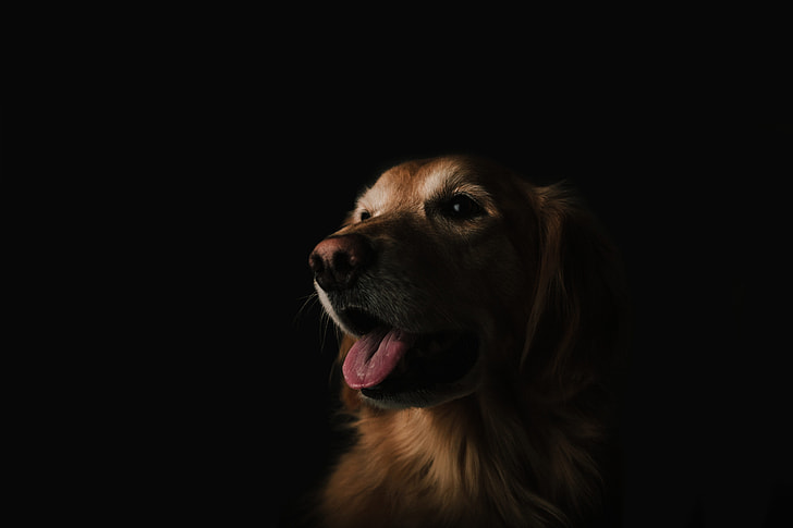 brown dog in dark room