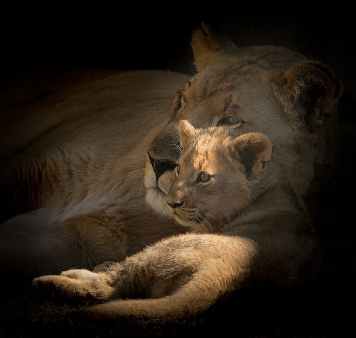 lioness and cub vignette photography