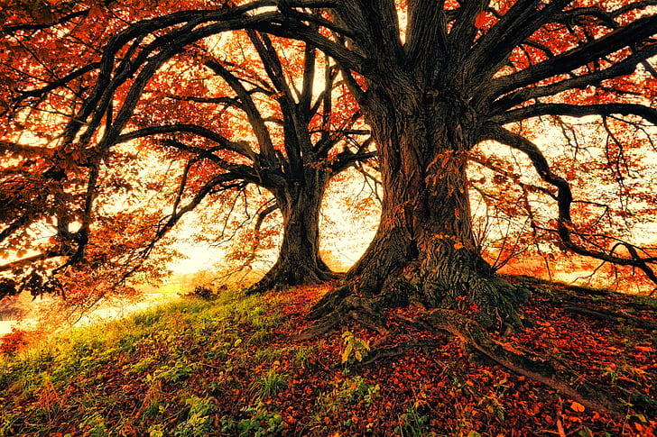two maple trees photo