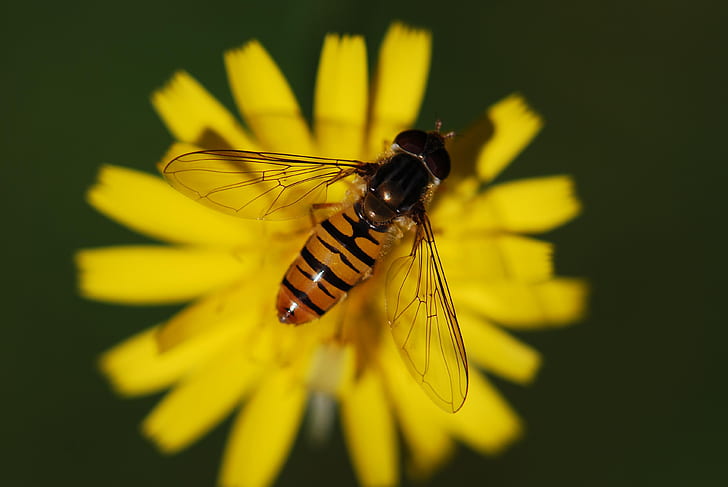 close up photography of hover fly on yellow flower