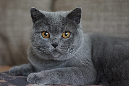 selective focus photo of Russian blues cat