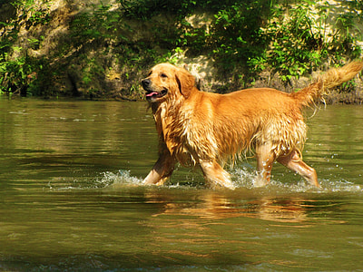 golden retriever playing in body of water during daytime